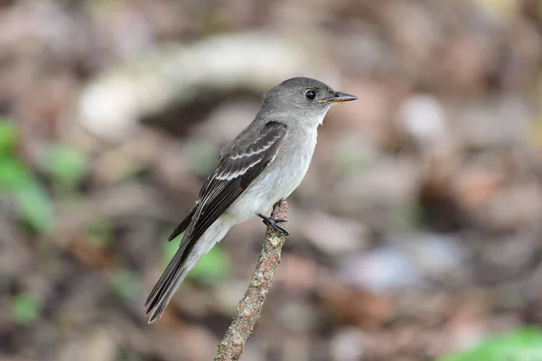 Primo Piano Pewee Legno Orientale Contopus Virens Ramo — Foto Stock