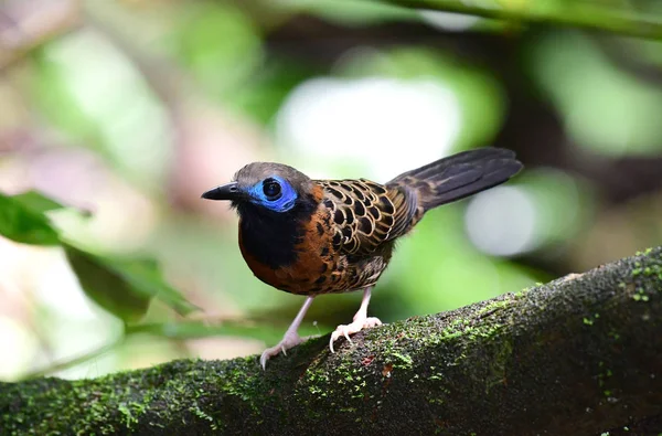 Krásný Vzácný Zední Antbird Seděla Větvi Stromu Deštném Pralese Panama — Stock fotografie