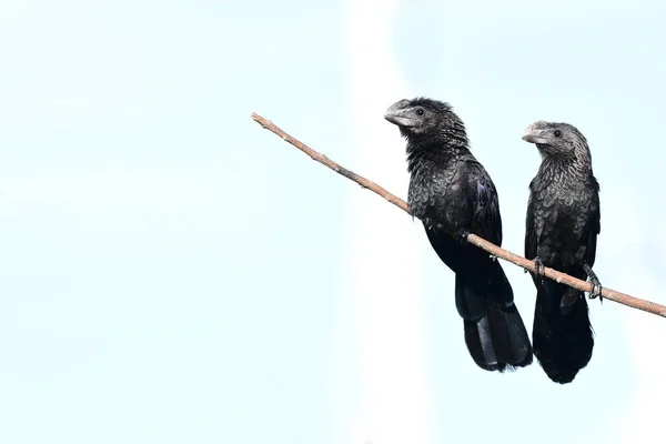 Pairof Smooth Billed Ani Uppflugna Gren — Stockfoto