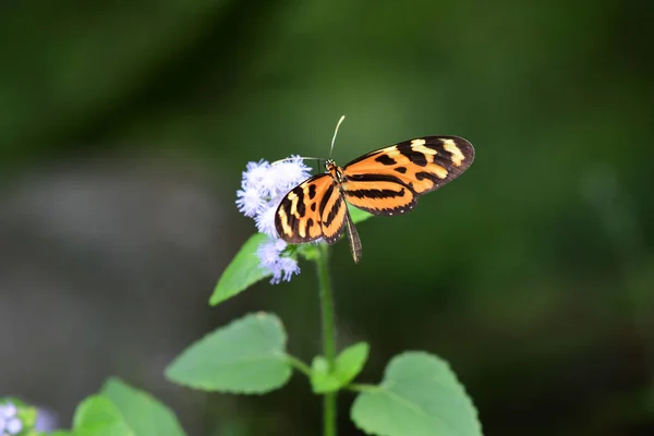 Feche Uma Borboleta Heliconiana Isabella Uma Flor — Fotografia de Stock