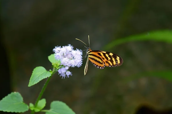 Isabella Visite Une Fleur Sauvage Dans Jardin Forêt Tropicale — Photo