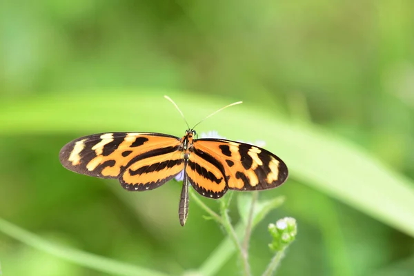 Eueides イザベラは イザベラの Longwing やイザベラの Heliconian 熱帯の美しい蝶 — ストック写真