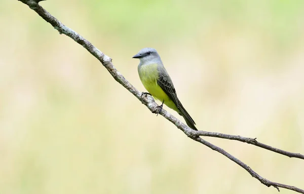 美丽的热带 Kingbird 栖息在树枝上 — 图库照片