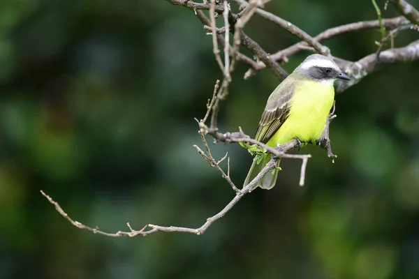 Acchiappamosche Coronato Vermiglio Myiozetetes Similis Appollaiato Arancio — Foto Stock