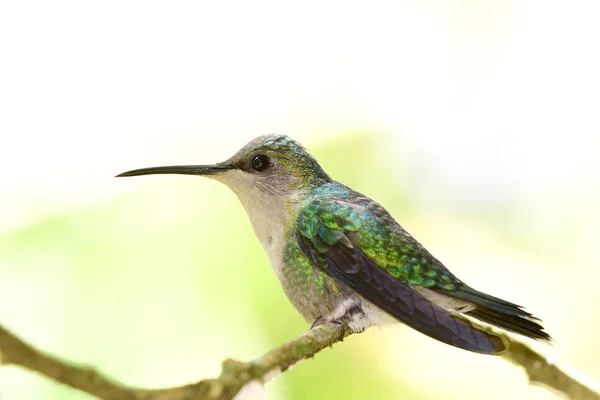 Close Violet Crowned Woodnymph Female Hummingbird — Stock Photo, Image