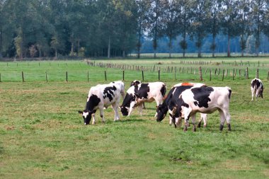 Ghent, Belçika yakınındaki bir mera alanında yemek çimen birkaç Holstein inekler