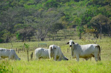 Birkaç sığır bir Yeşil taze Başkanı çayıra