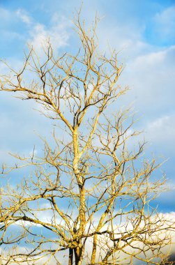 Bir ağaç bir kış sabahı sırasında isabet güneş ışığı