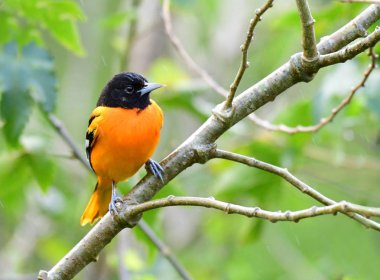 Güzel Baltimore bir ağaç dalı üzerinde tünemiş sarıasma (sarilik galbula)