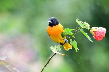 Beautyful Baltimore tünemiş bir bahçe içinde bir çiçek bitki ışık duş sırasında sarıasma (sarilik galbula)