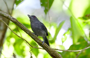 Bir ağaç dalı üzerinde tünemiş şeritli Antshrike (Cymbilaimus lineatus) erkek
