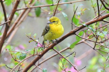Fllame renkli Tanager (Piranga bidentata) dişi bir ağaç dalı üzerinde tünemiş