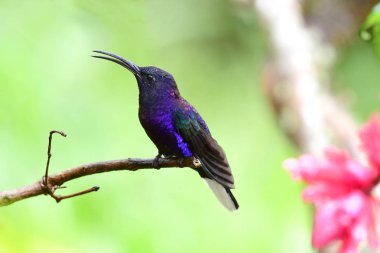 Menekşe sabrewing (campylopterus hemileucurus)