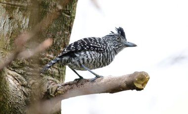 Antshrike (Thamnophilus doliatus) erkek bir ağaç dalı üzerinde tünemiş çubuklu