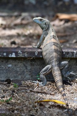 Büyük Iguana bir Demiryolu demiryolu geçiş