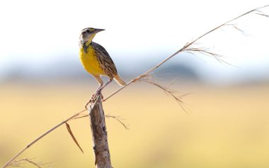 Güzel ve renkli Doğu kırsal çit sonrası üzerinde tünemiş Meadowlark (Sturnella magna)