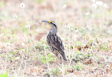 Güzel Doğu Meadowlark bir çayır üzerinde