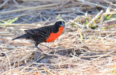 Renkli kırmızı göğüslü Meadowlark yerdeki yiyecek arayan