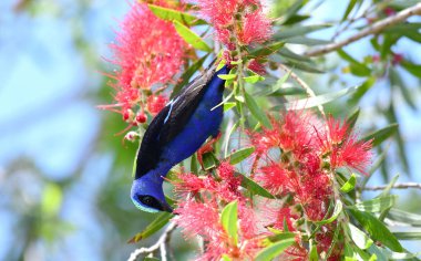 Güzel kırmızı ayaklı Honeycreeper (Cyanerpes cyaneus) erkek çiçekler besleme