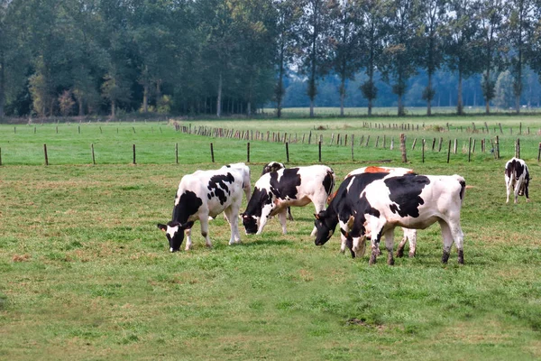 Varias Vacas Holstein Comiendo Hierba Campo Pastos Cerca Gante Bélgica —  Fotos de Stock