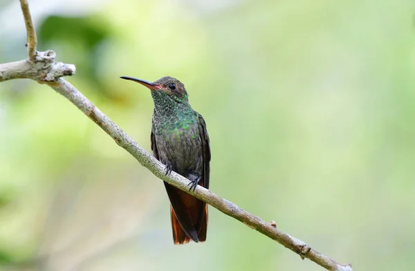 Rufous Tailed Hummingbird Perched Tree Branch — Stock Photo, Image