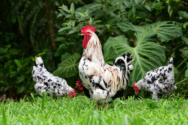 Proud Rooster with his harem of hens in a grass meadow near a farm