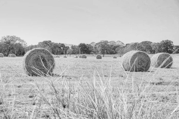 Zwart Wit Foto Van Balen Hooi Een Boerderij Veld — Stockfoto