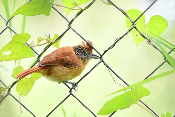 Würgerweibchen Thamnophilus Doliatus Aus Nächster Nähe — Stockfoto