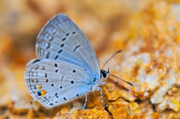 Smal Oost Tailed Blauw Cupido Comyntas Vlinder Rots Oppervlak — Stockfoto