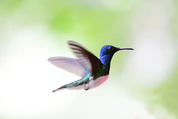Gyönyörű Örvös Jakobinuskolibri Kolibri Férfi Repülő — Stock Fotó