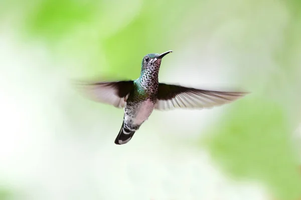 Beautiful White Necked Jacobin Hummingbird Female Flying — Stock Photo, Image