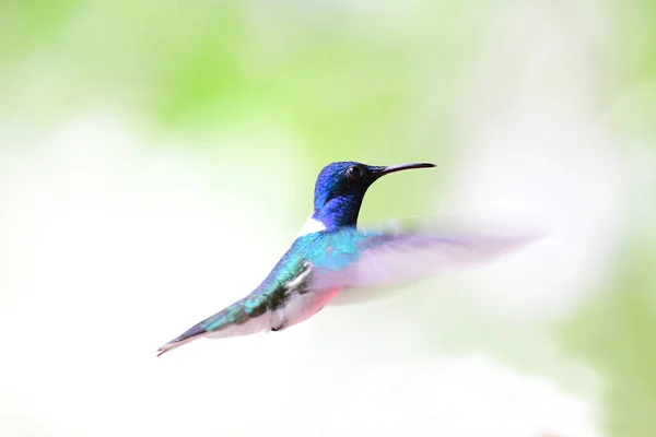 Gyönyörű Örvös Jakobinuskolibri Kolibri Férfi Repülő — Stock Fotó