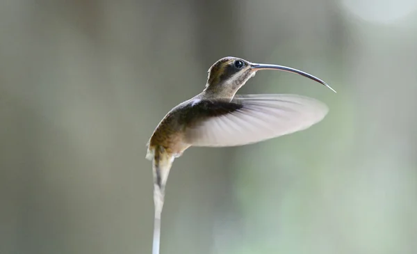 飛行中の隠者ハチドリの長いくちばし — ストック写真