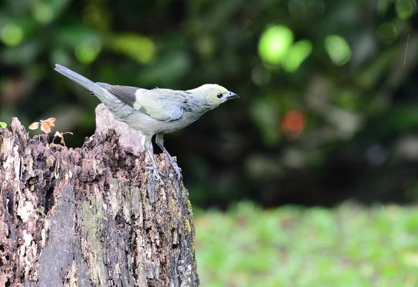 Thraupis Palmarum Zat Een Boomstronk — Stockfoto