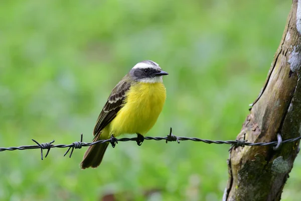 Social Flycatcher Perched Barbed Wire Line Fence — Stock Photo, Image