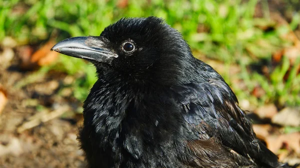 Close Carrion Crow — Stock Photo, Image