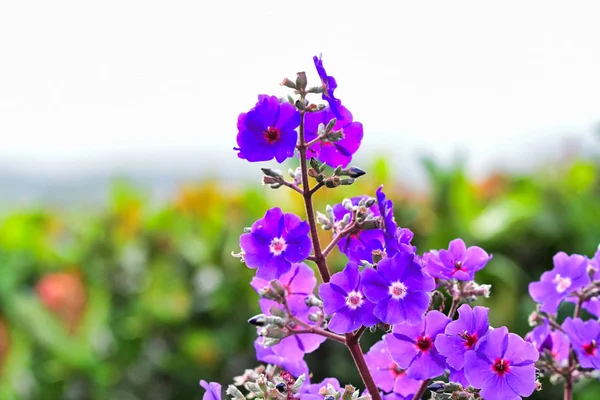 Close Beautiful Purple Flowers Garden — Stock Photo, Image