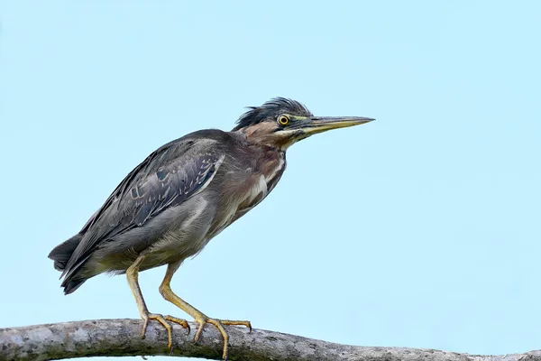 Grünreiher Butorides Virescens Thront Auf Einem Ast — Stockfoto