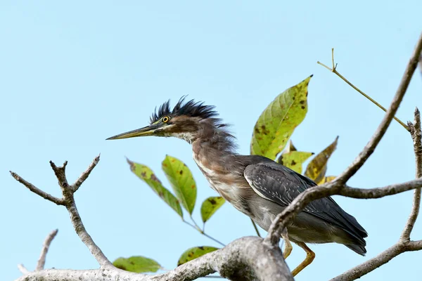 Green Heron Butorides Virescens Perched Tree Branch — Stock Photo, Image