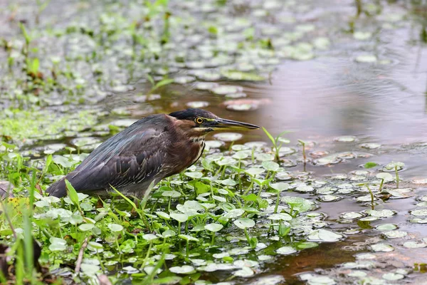 Heron Verde Butorides Virescens Caça Para Peixes Uma Pequena Lagoa — Fotografia de Stock