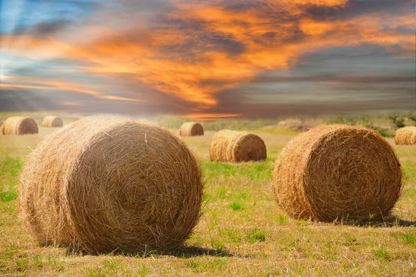 Bay Hales Veld Tijdens Een Prachtige Zonsopgang — Stockfoto