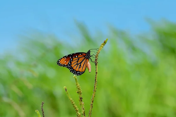 Красивая Бабочка Монарх Стебле Травы — стоковое фото