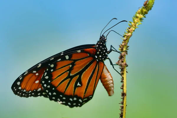 Бабочка Монарх Сидит Стебле Травы — стоковое фото