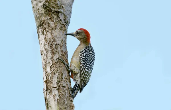 Rood Gekroond Specht Melanerpes Rubricapillus Zoek Naar Voedsel Een Boomtak — Stockfoto