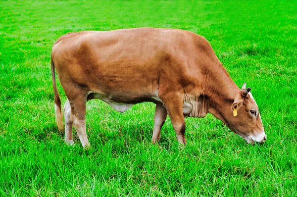 Vaca Joven Comiendo Hierba Campo Pastoreo —  Fotos de Stock