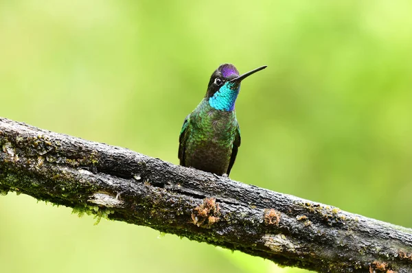 Zblízka Obdivuhodné Hummingbird Nebo Talamanca Kolibřík Eugenes Spectabilis Větev Stromu — Stock fotografie