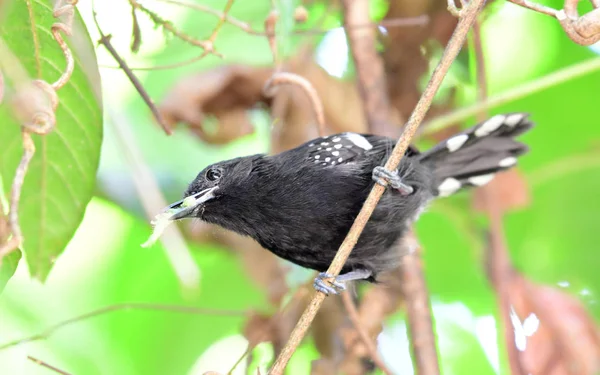 Antwren erkek ile nokta kanatlı gagasında dua