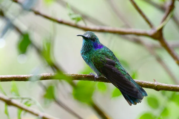 Beautiful Green Violet-Ear Hummingbird (Colibri thalassinus) perched on a tree branch