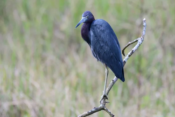 Beau Petit Héron Bleu Egretta Caerulea Perché Sur Une Branche — Photo