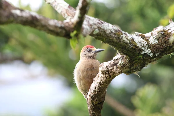 红冠啄木鸟栖息在树枝上 — 图库照片